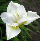 Iris - Vilkdalgis - White Swirl
